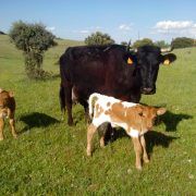 Sergio Santos especialista en vacas nodrizas - Kellervet Blog K