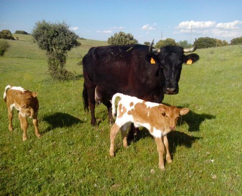 Sergio Santos especialista en vacas nodrizas - Kellervet Blog K